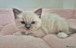Ragdoll cats for sale: Ragdoll Kittens - Image 5