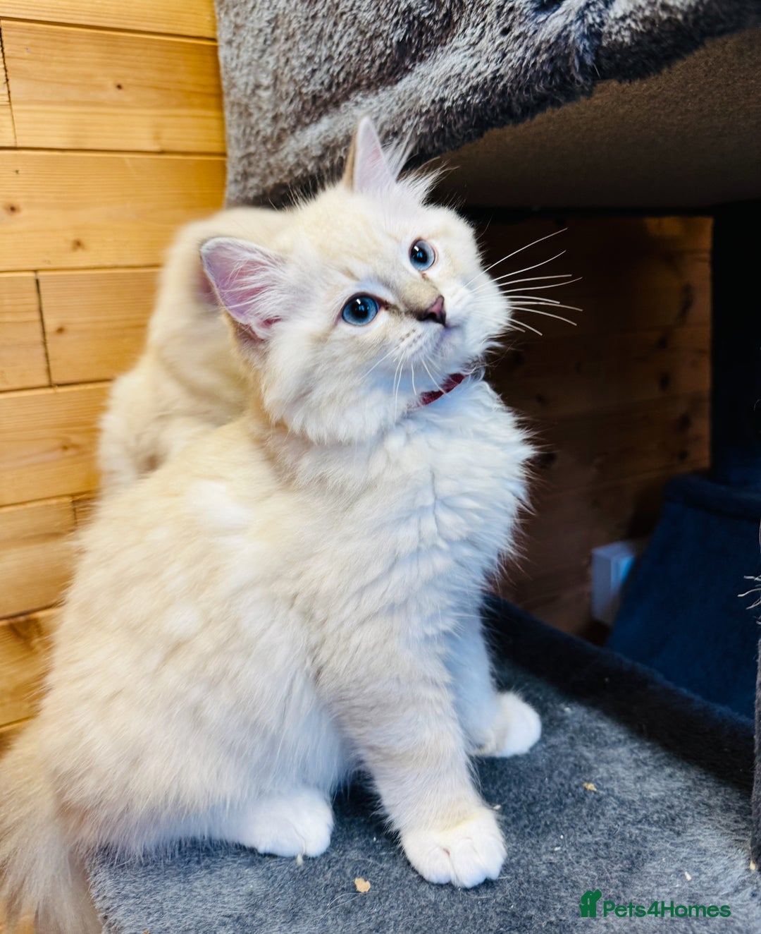 Ragdoll cats for sale: Stunning Registered Ragdoll Kittens - Image 1