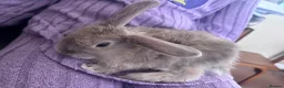 Mini Lion Lop rabbits for sale: lion lop bunnies  - Advert 6