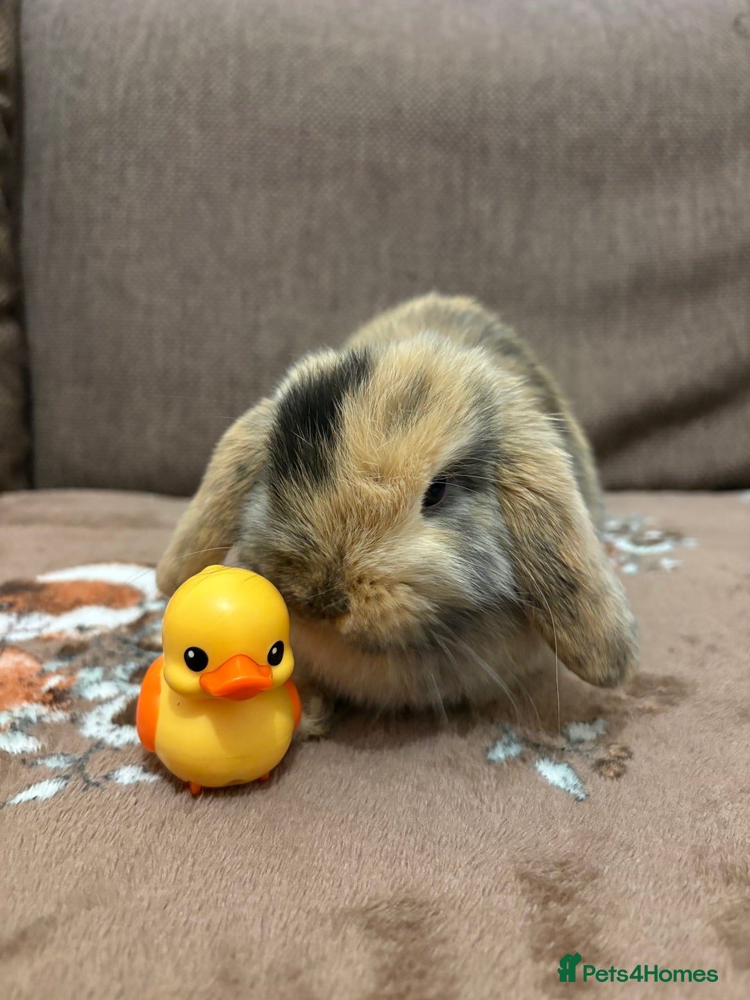 Mini Lop rabbits for sale: Bonded Mini Lop Harlequin Pair. Sold Together Only - Advert 9