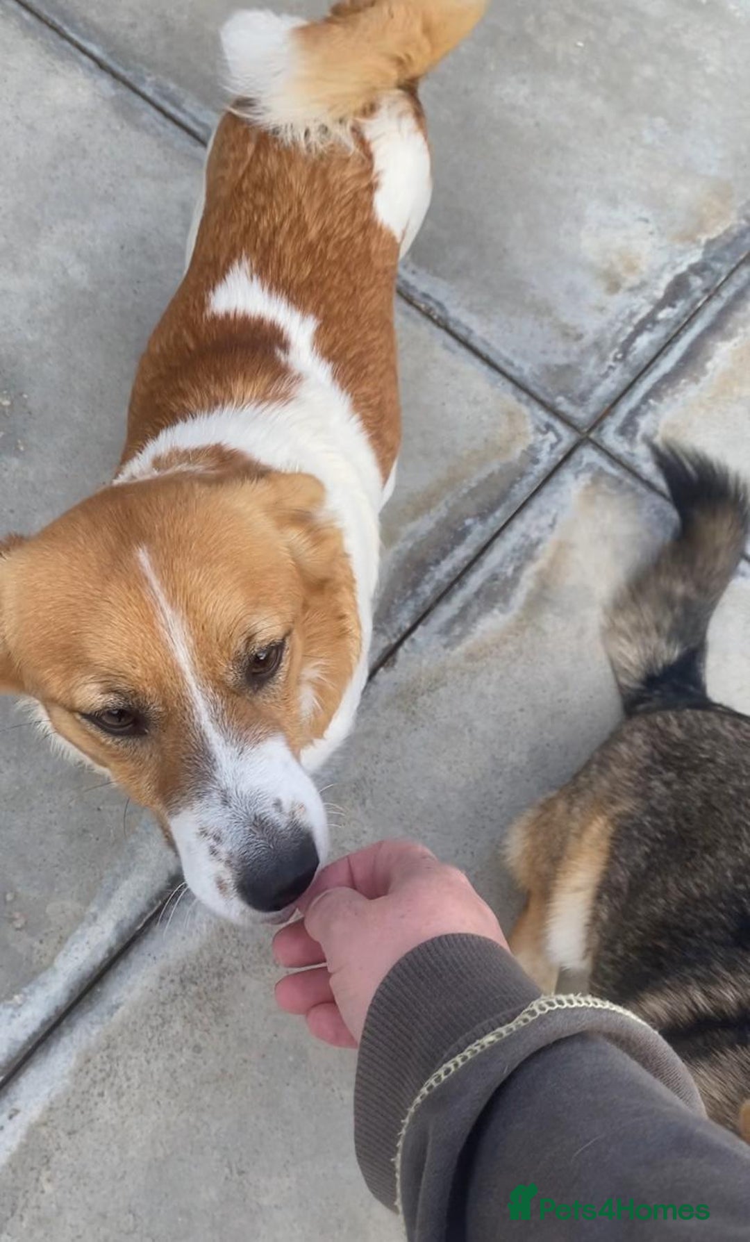 Mixed Breed dogs for adoption: Dewey. 1.5 yrs approx. Available for adoption. - Advert 6