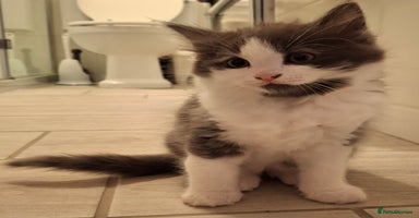Ragdoll cats - Advert 1