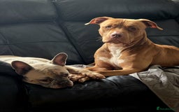 American Bull Staffy dogs for sale: Loving female for adoption  - Advert 11