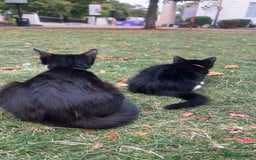British Shorthair cats for sale: Adorable Cat Duo Looking for a Loving Home - Image 2
