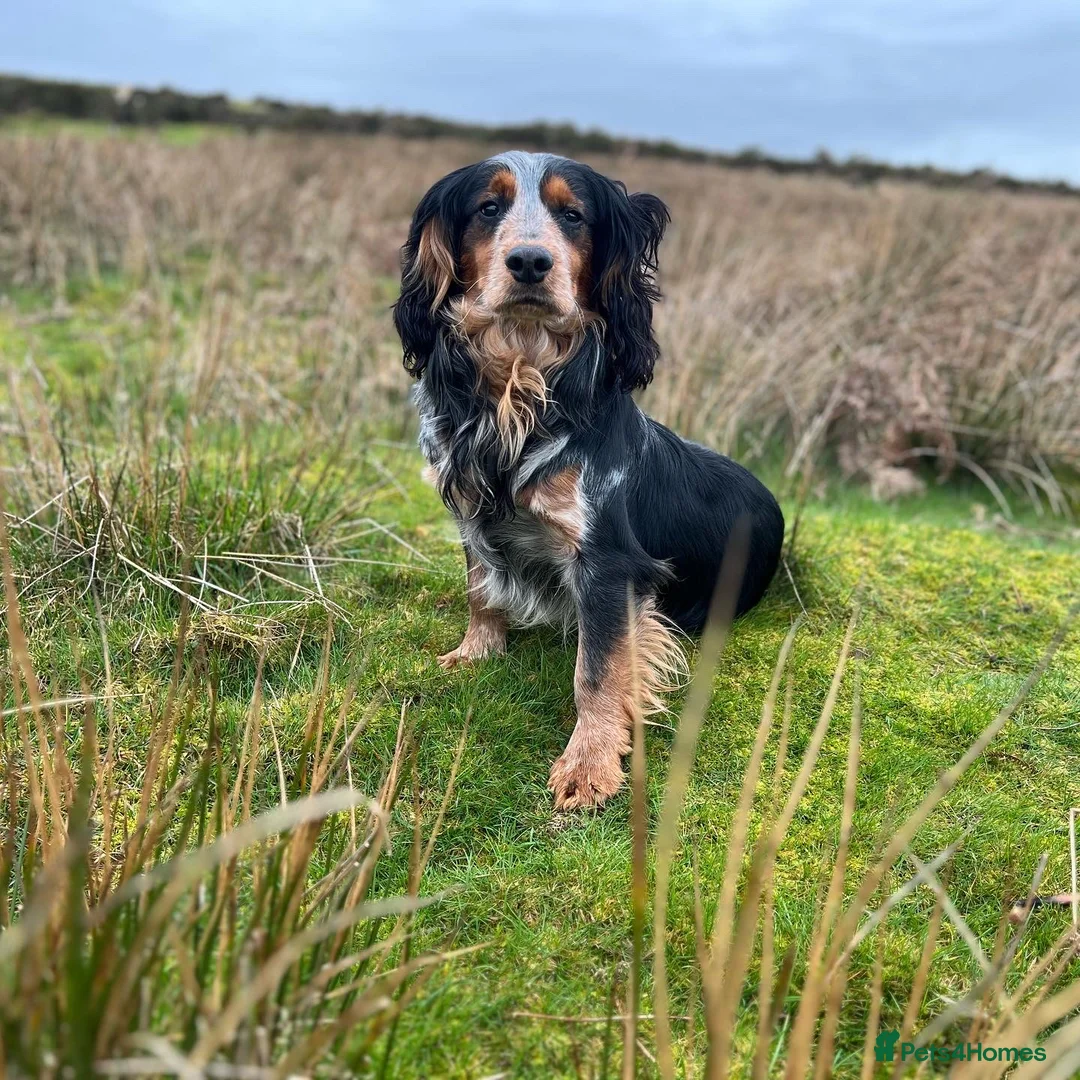 Cocker Spaniel dogs for stud: Blue roan and tan cocker stud dog in Frome - Advert 4