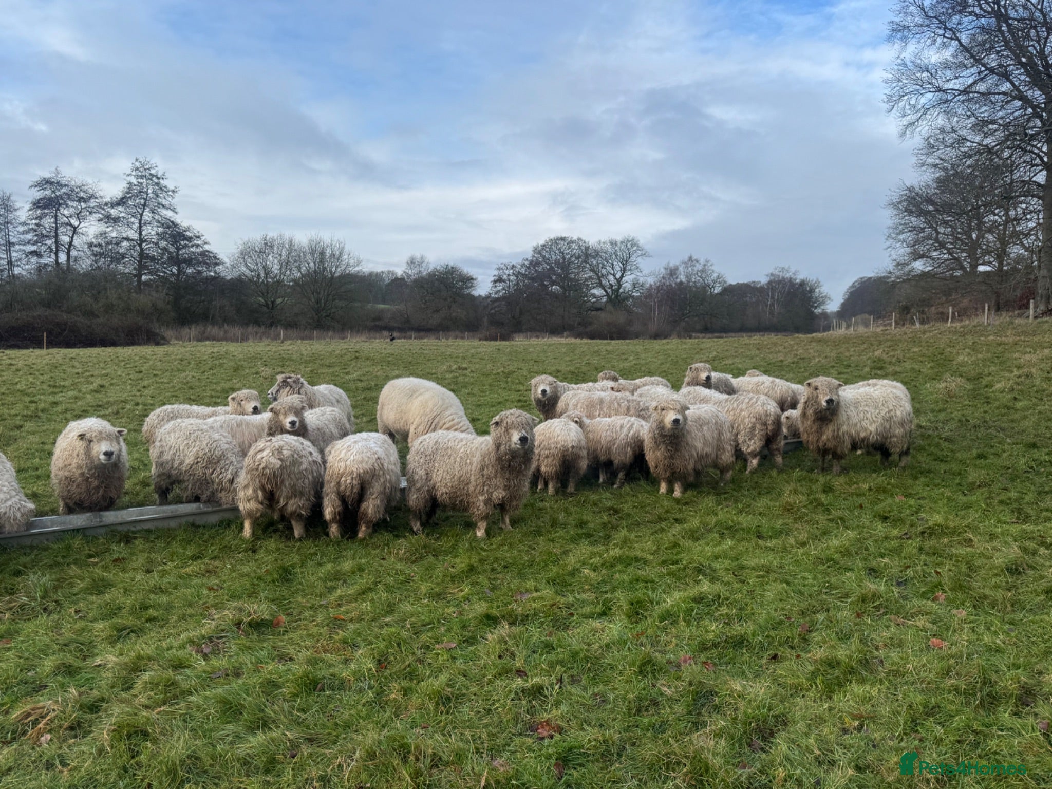 Sheep livestock Unregistered grey face dartmoors  - Advert 4