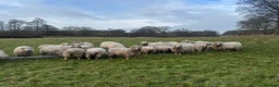 Sheep livestock for sale: Unregistered grey face dartmoors  in Milton Keynes - Advert 1