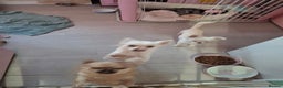 Chihuahua dogs for sale: White long furred male chihuahua - Advert 14