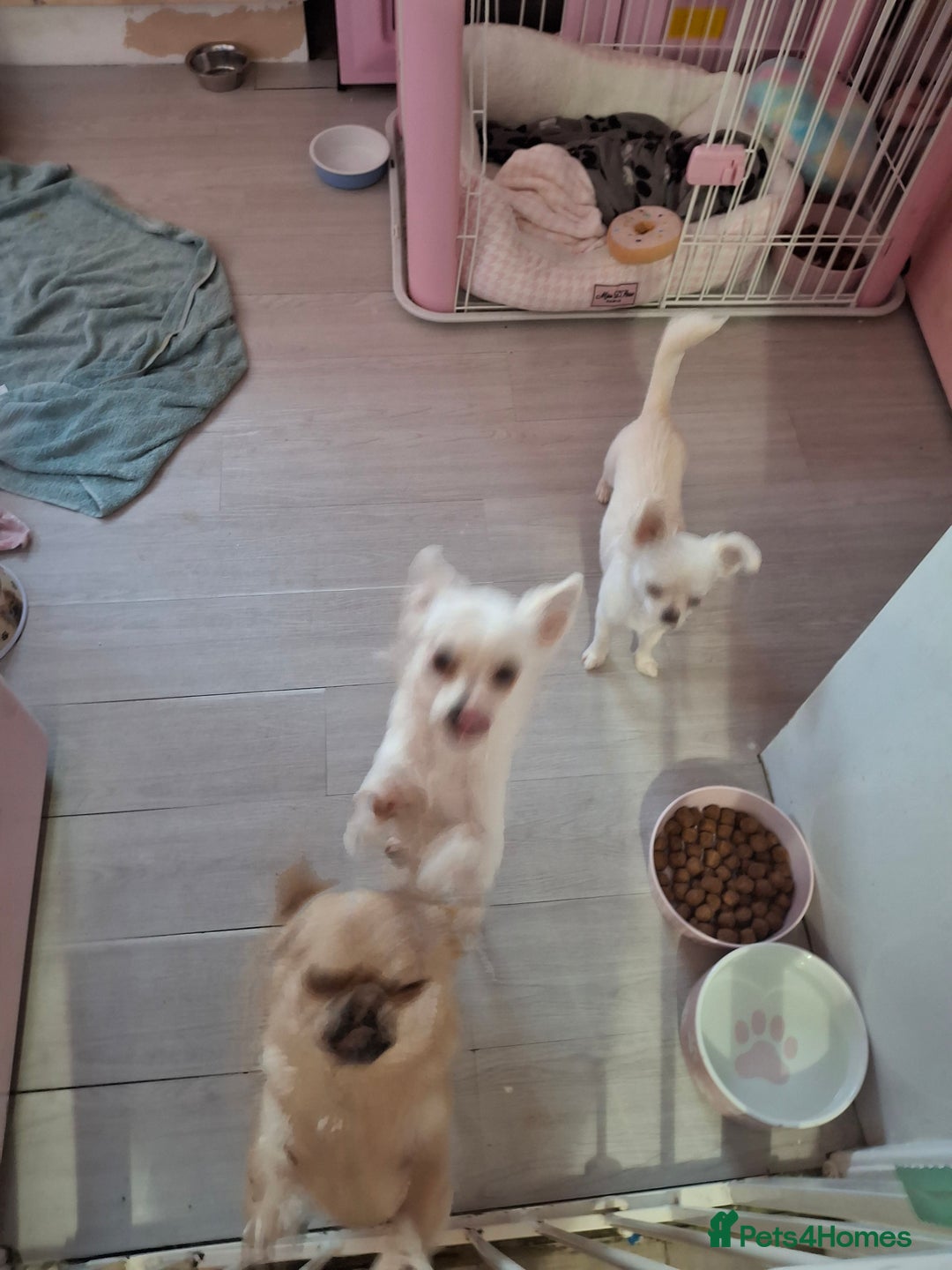 Chihuahua dogs for sale: White long furred male chihuahua - Advert 14