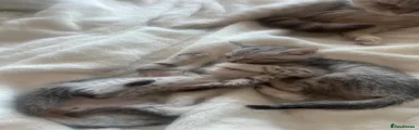 Mixed Breed 3