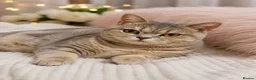 British Shorthair cats for sale: Cream British Shorthair Boy 🧸 - Advert 14
