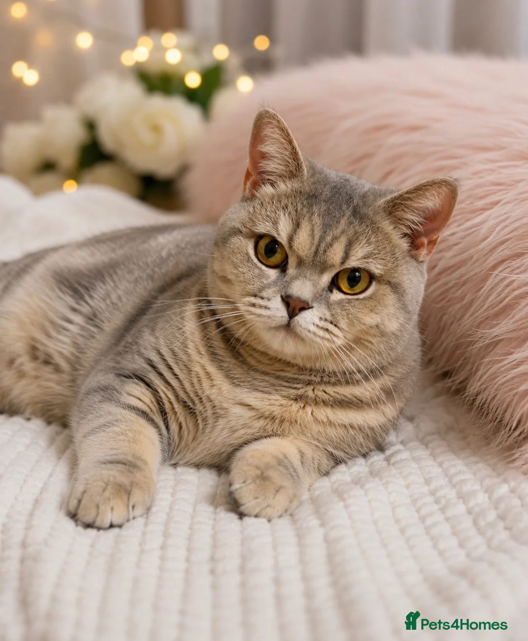 British Shorthair cats for sale: Cream British Shorthair Boy 🧸 - Advert 14