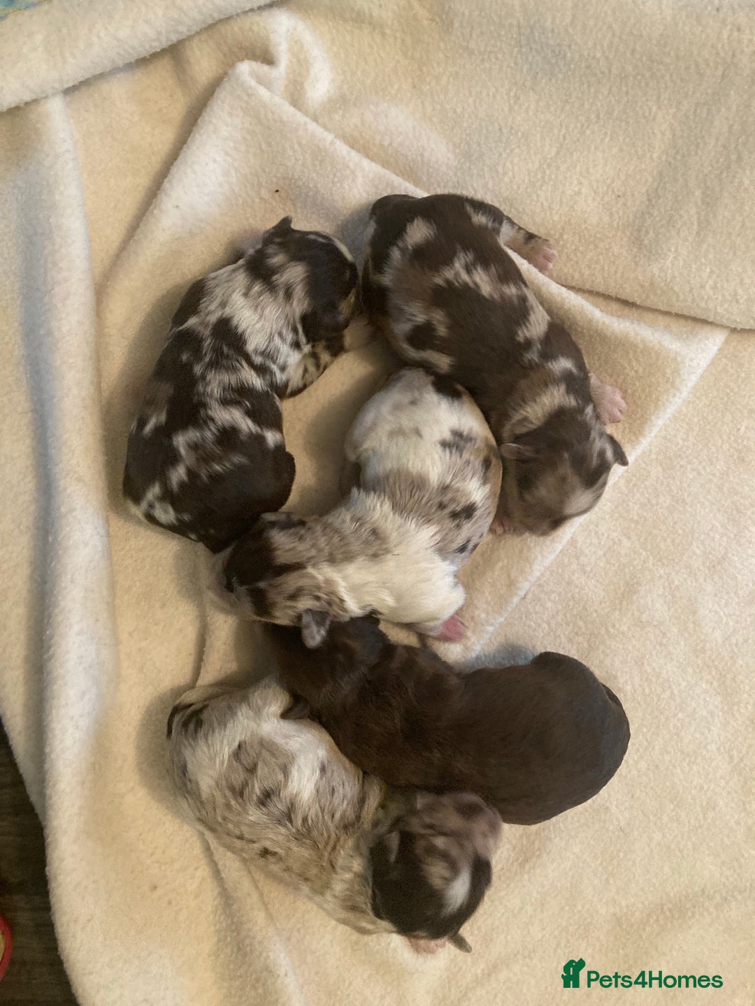 Poodle dogs for stud: KC CHOCOLATE AND WHITE SCHNAUZER STUD MAC +BVA 👍 in Coventry - Advert 29