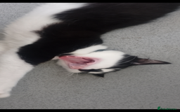 British Longhair cats for sale: Maximus  - Image 3