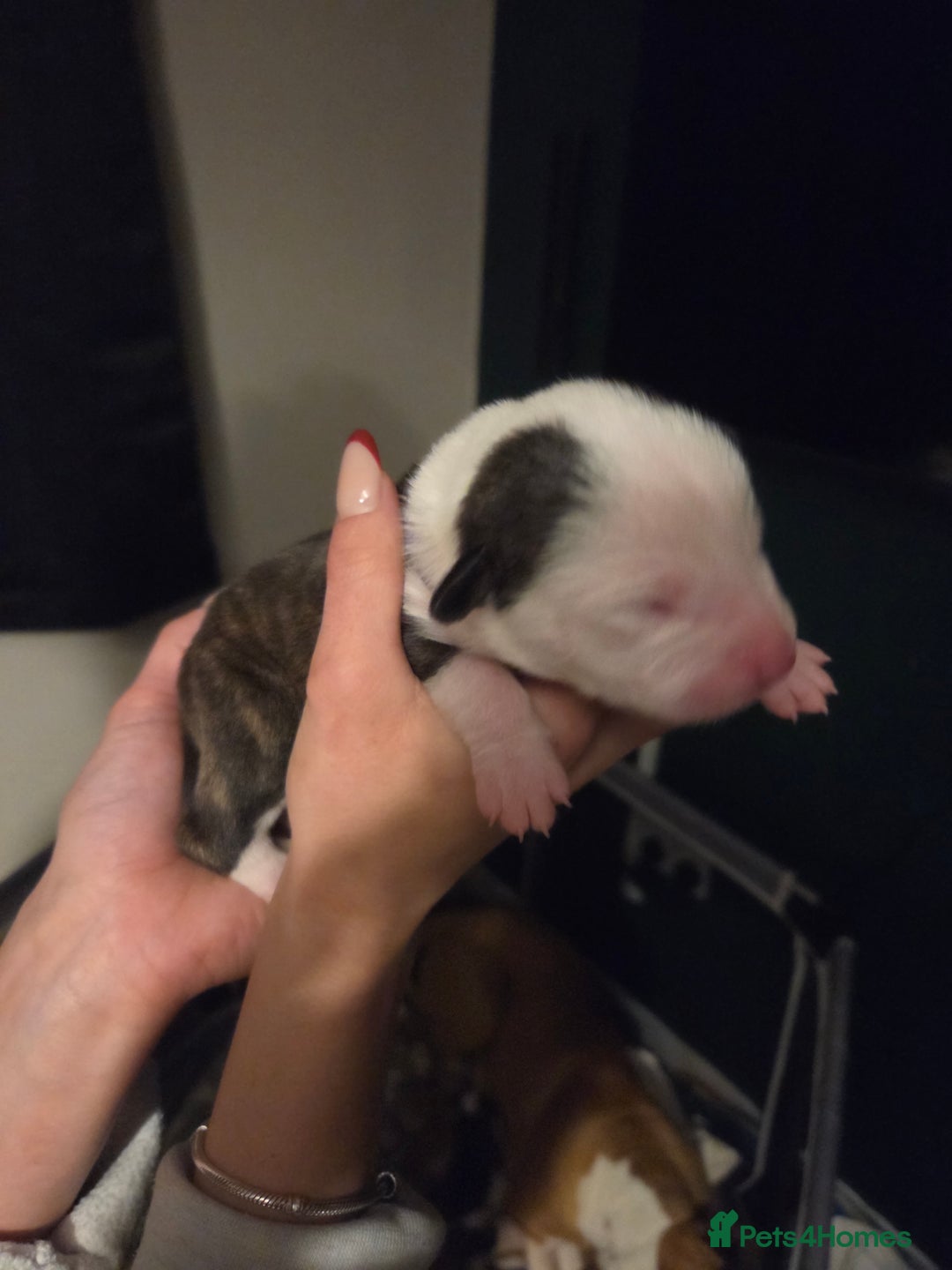 American Bulldog dogs for sale: American bulldog puppies  - Image 5