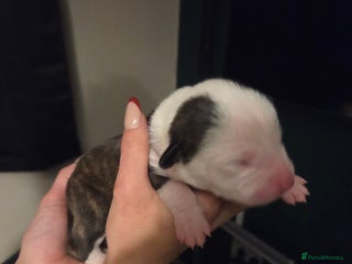 American Bulldog dogs American bulldogs puppies 4 boys and 3 girls left - Advert 4