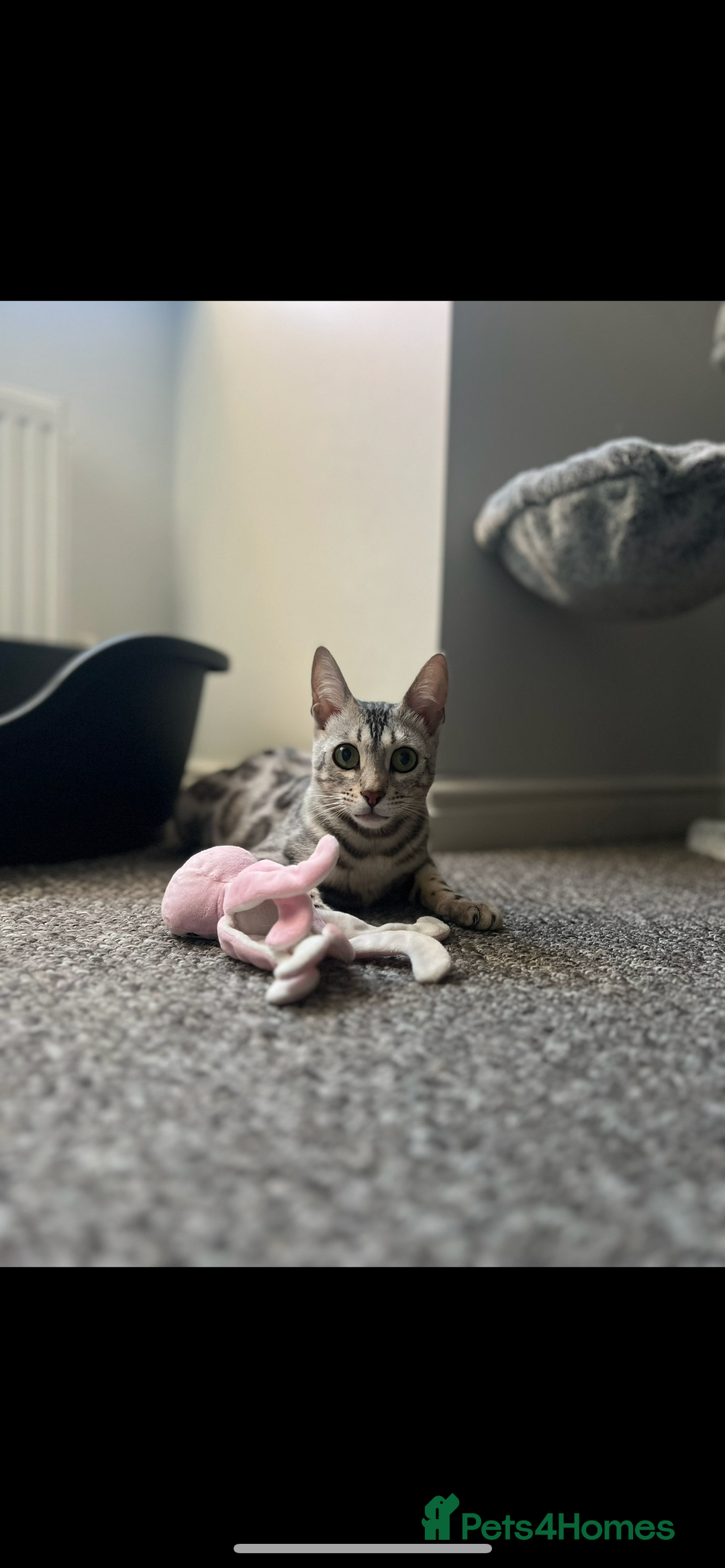 Bengal cats for sale: Female bengal needing her forever home  - Advert 11