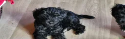 Yorkiepoo dogs for sale:  YORKIEPOOS PUPPIES  FROM LICENSED BREEDER.  - Advert 19