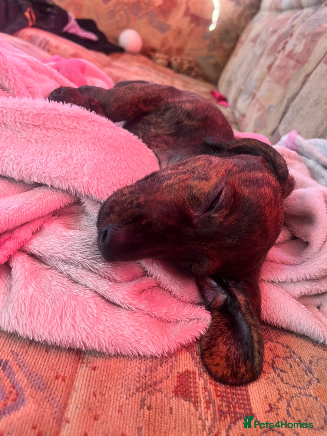 Miniature Dachshund dogs for sale: Miniature datchsund male  - Advert 5