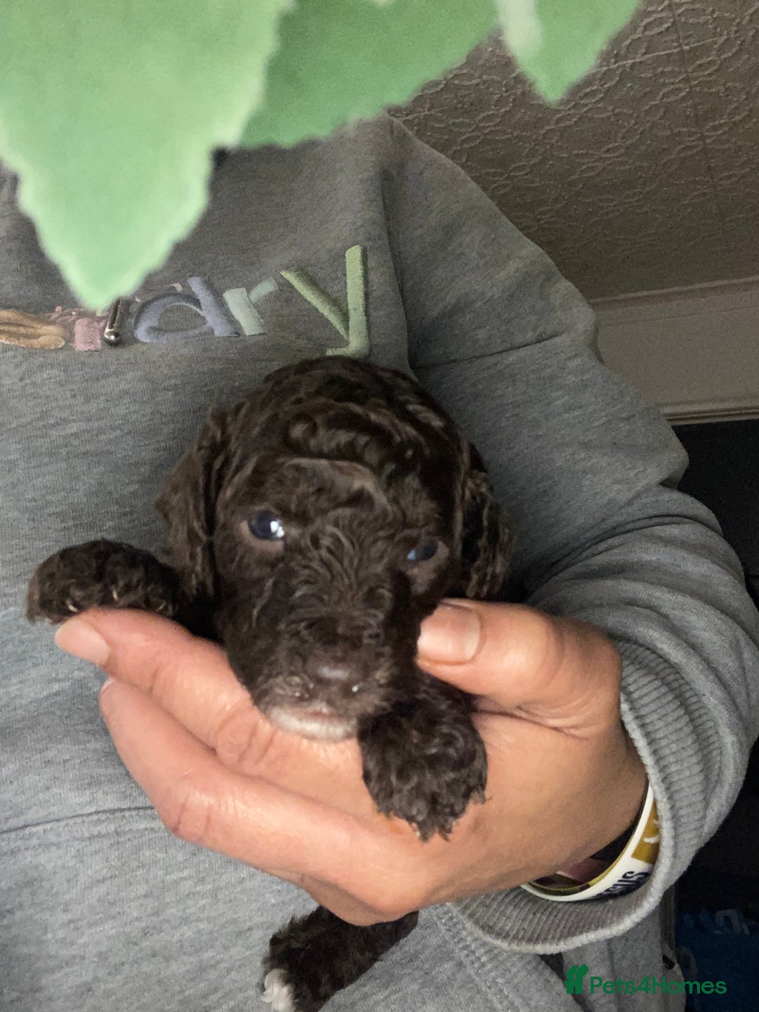 Miniature Poodle dogs for sale: Beautiful Miniature/Toy poodles  - Advert 38