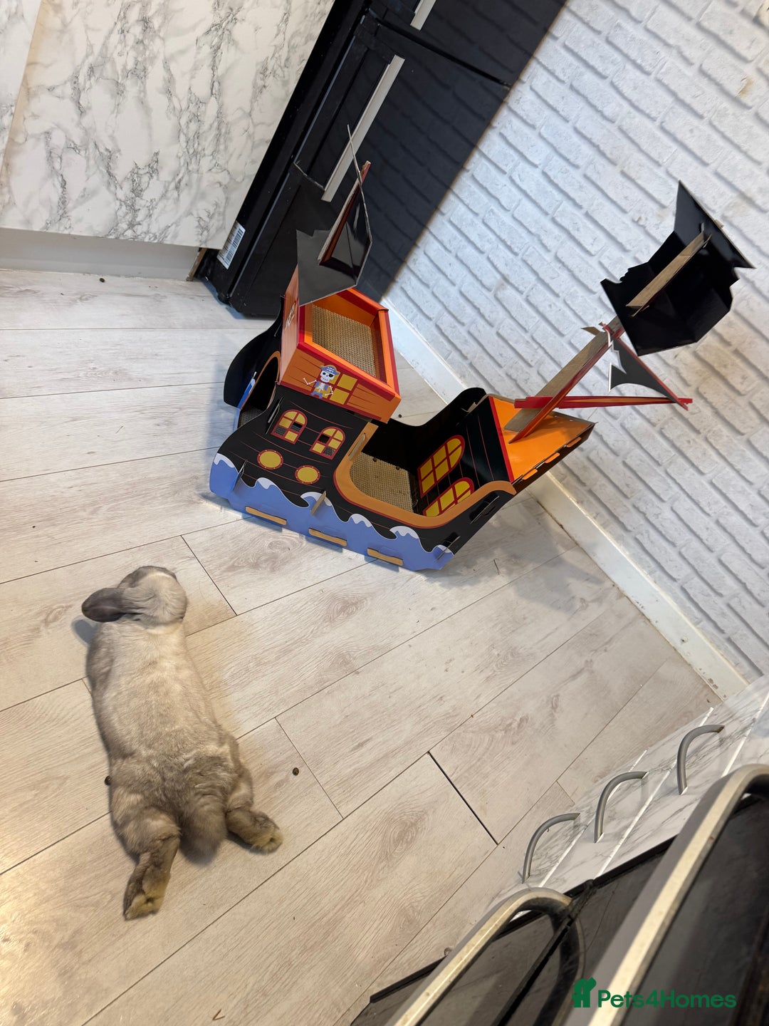 Mini Lop rabbits for sale: Need a new loving home  - Image 2