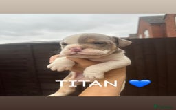 Olde English Bulldogge dogs for sale: Olde English bulldogge pups - Image 2