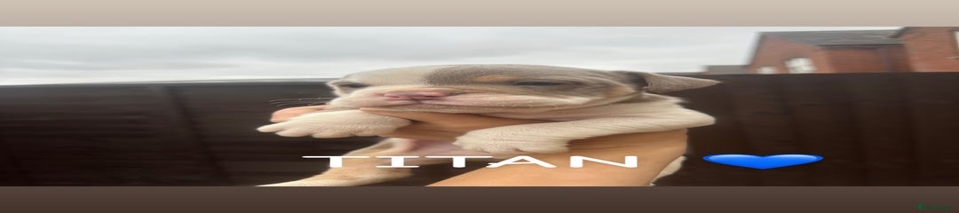 Olde English Bulldogge Puppy 1