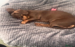 Dachshund dogs for sale: Loving Daxy for sale - Image 5