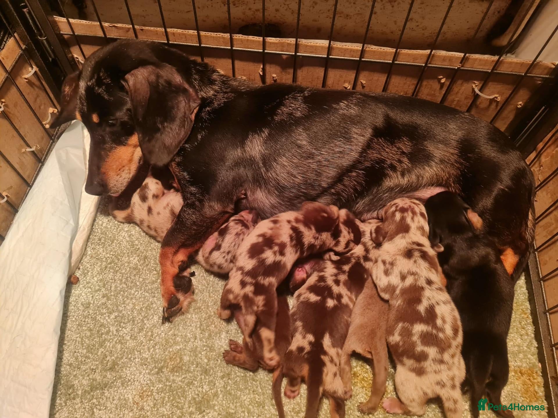Miniature Dachshund dogs Gorgeous miniature dachshunds - Advert 1
