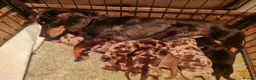 Miniature Dachshund dogs for sale: Gorgeous miniature dachshunds - Advert 1