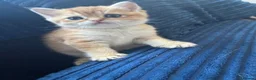 British Shorthair cats for sale: 🐾 Beautiful British Shorthair Golden Kittens 🐾 - Advert 1