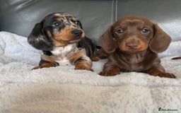 Miniature Dachshund dogs for sale: Miniature Dachshund puppies  - Image 5