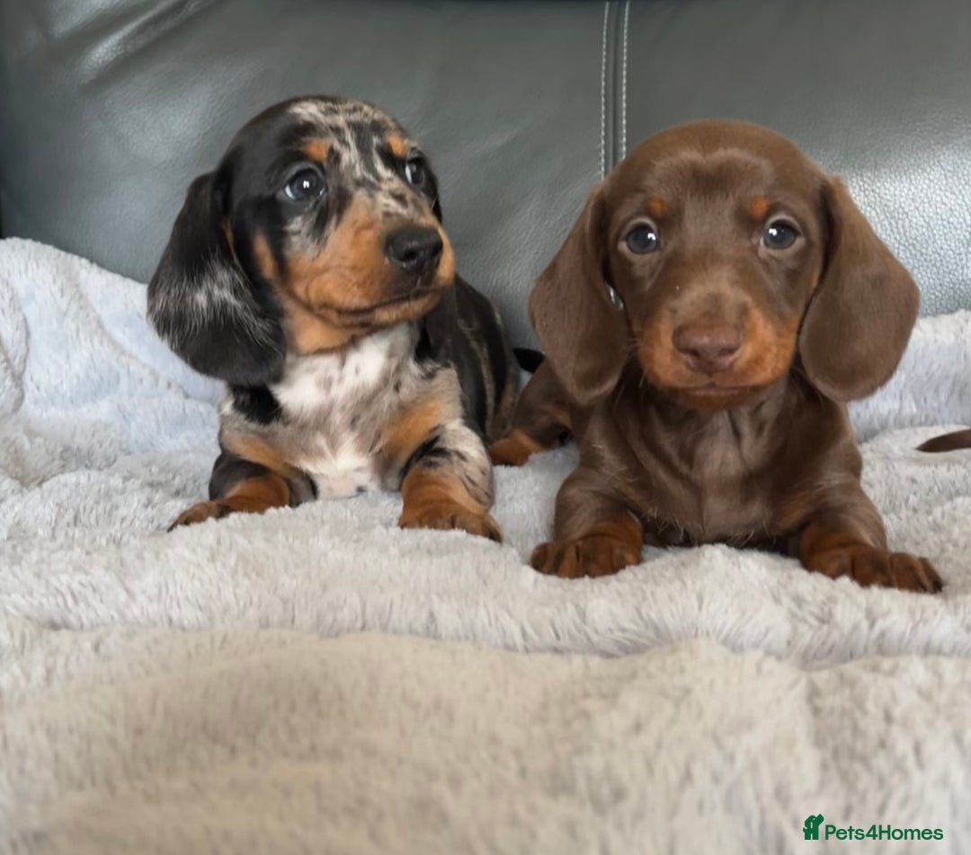 Miniature Dachshund dogs for sale: Miniature Dachshund puppies  - Image 5