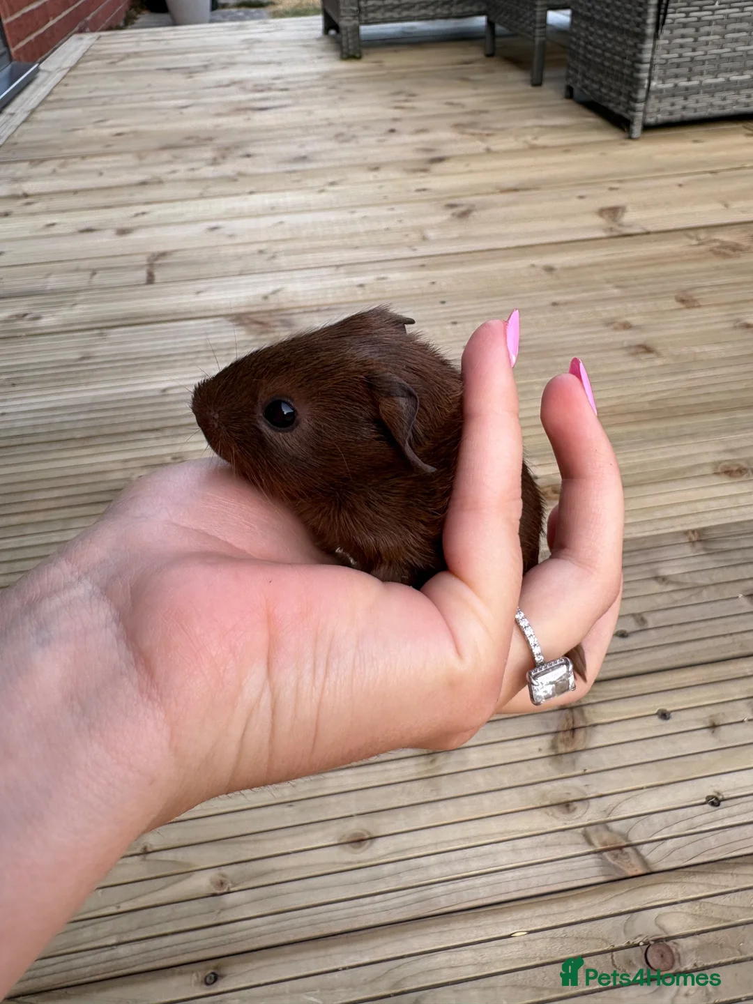 Guinea Pig rodents for sale: Gorgeous Guinea pig babies  in Doncaster - Advert 2