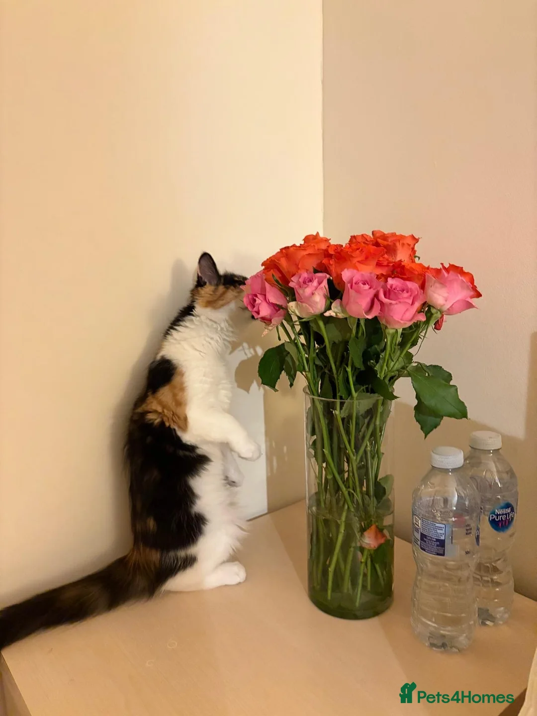 Mixed Breed cats for sale: Beautiful 9-Month Calico Female + Full Starter Kit - Advert 6