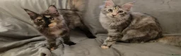 Maine Coon cats for sale: 🐾 Stunning GCCF registered Maine Coon kittens 💕 - Advert 10
