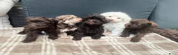 Schnoodle dogs for sale: Tiny Schnoodle Puppies 💙+ 🩷 - Advert 17
