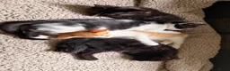 Mixed Breed cats for sale: Oriental x British Longhair Kittens - Advert 8