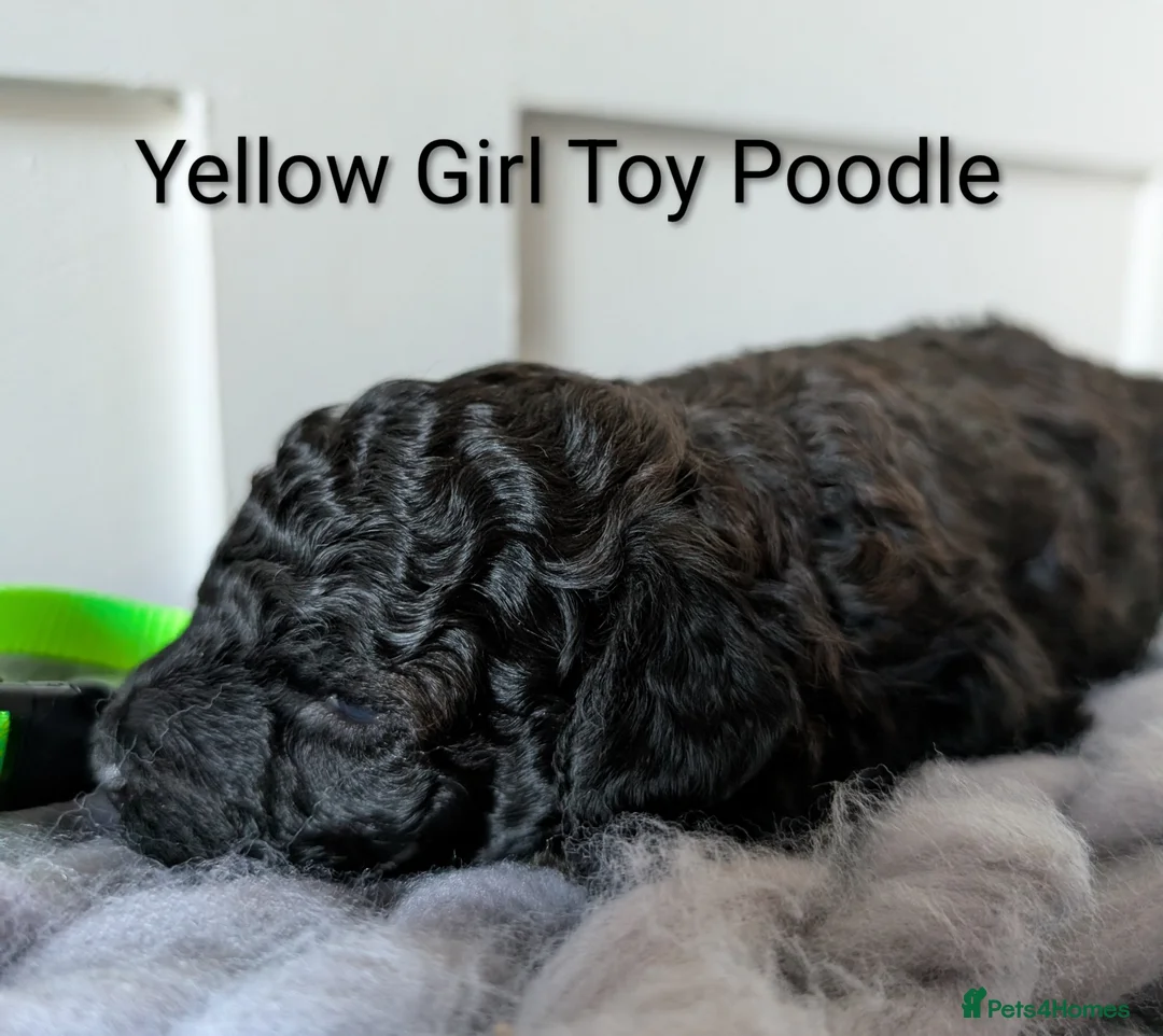 Toy Poodle dogs for sale: Stunning KC Reg Toy Poodle Puppies  - Advert 5