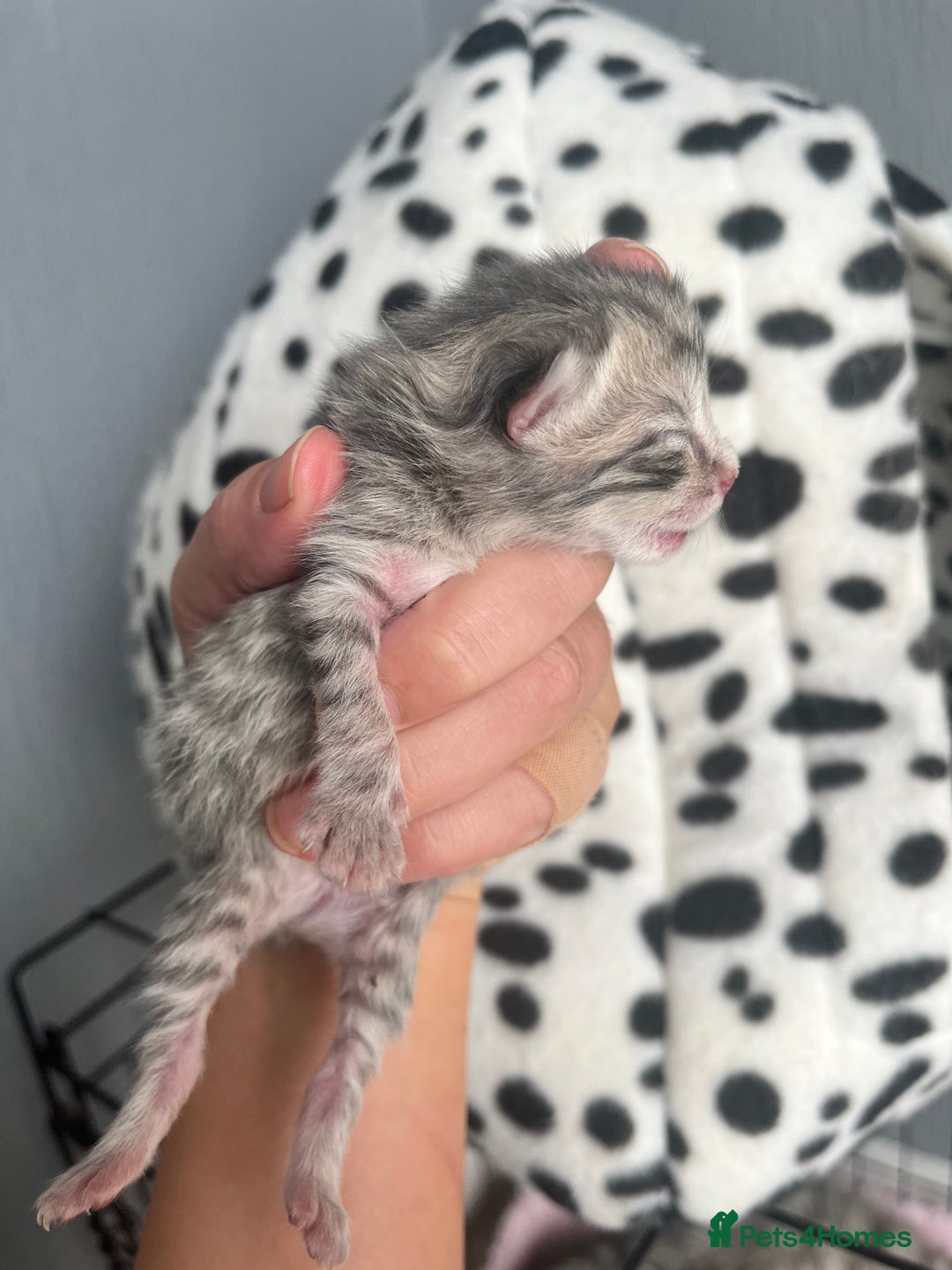 Siberian cats for sale: Four fluffy hyperallergenic kittens - Image 12