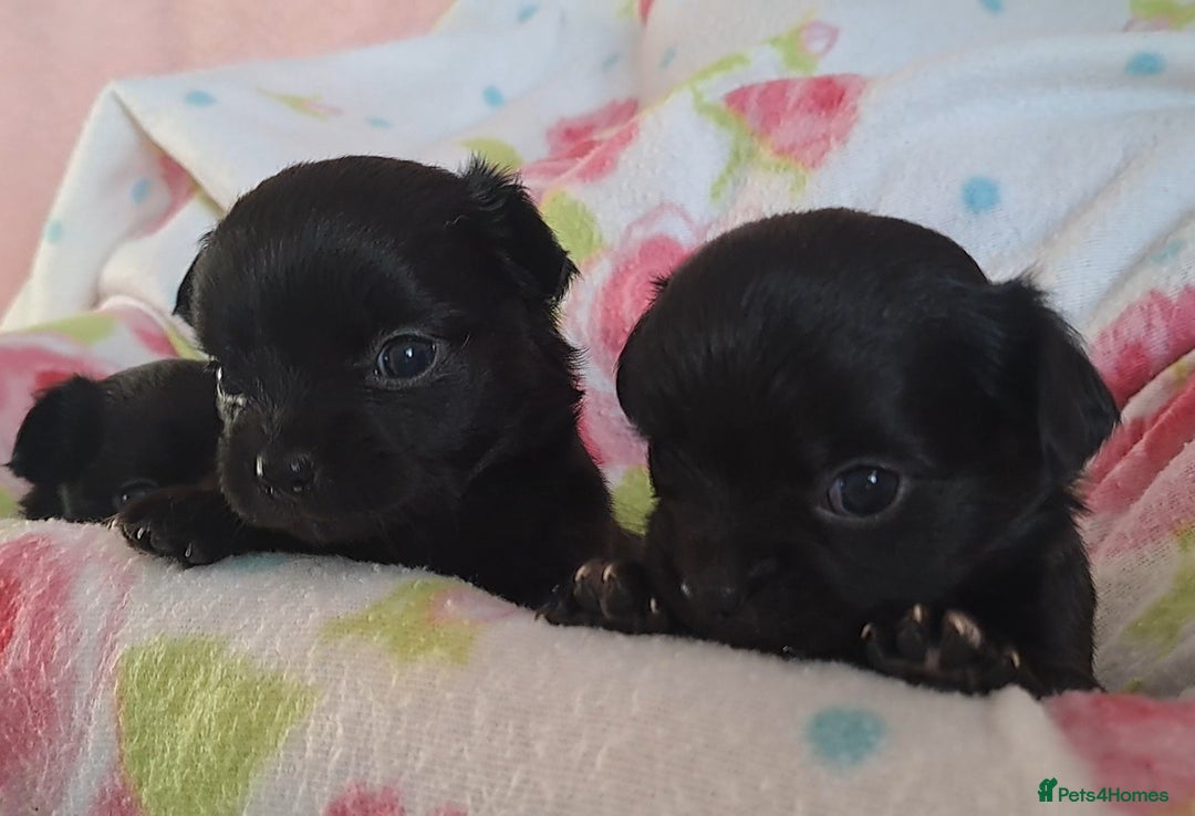 Chihuahua dogs for sale: Long Coat Chihuahua puppies for sale - Advert 15