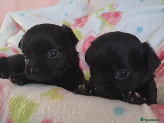 Chihuahua dogs Long Coat Chihuahua puppies for sale - Advert 13
