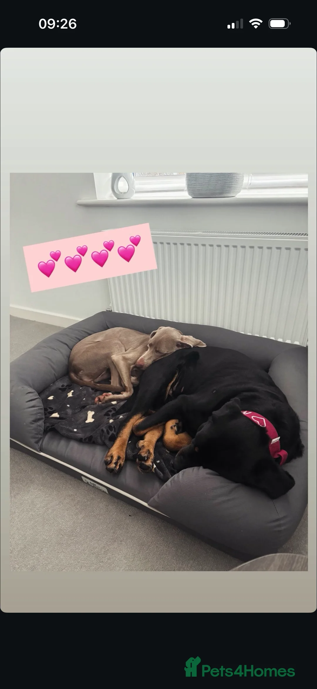 Weimaraner dogs for sale: Rehoming Weimaraner  - Advert 3