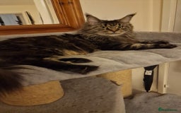 Maine Coon cats for sale: Female🍁🍂 - Image 4