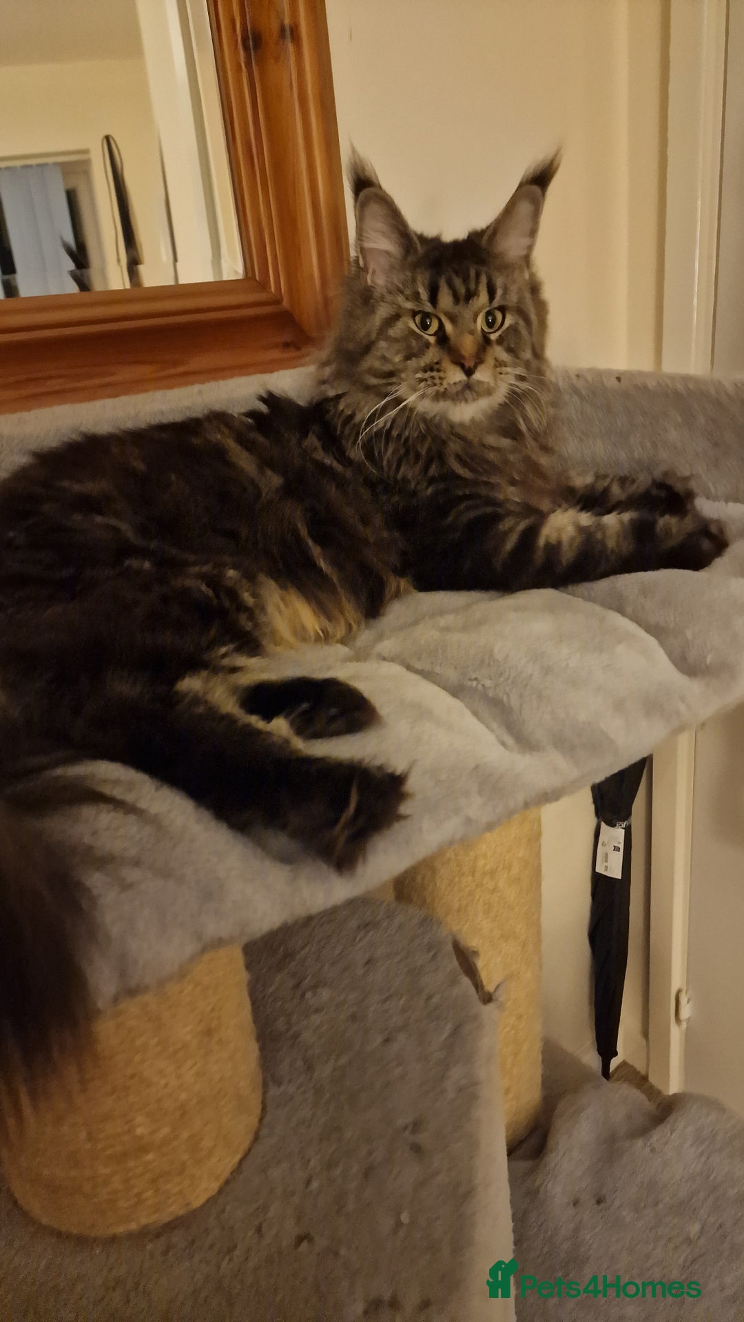 Maine Coon cats for sale: Female🍁🍂 - Image 4