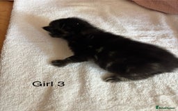 Domestic Shorthair cats for sale: 4 kittens for sale  - Image 8