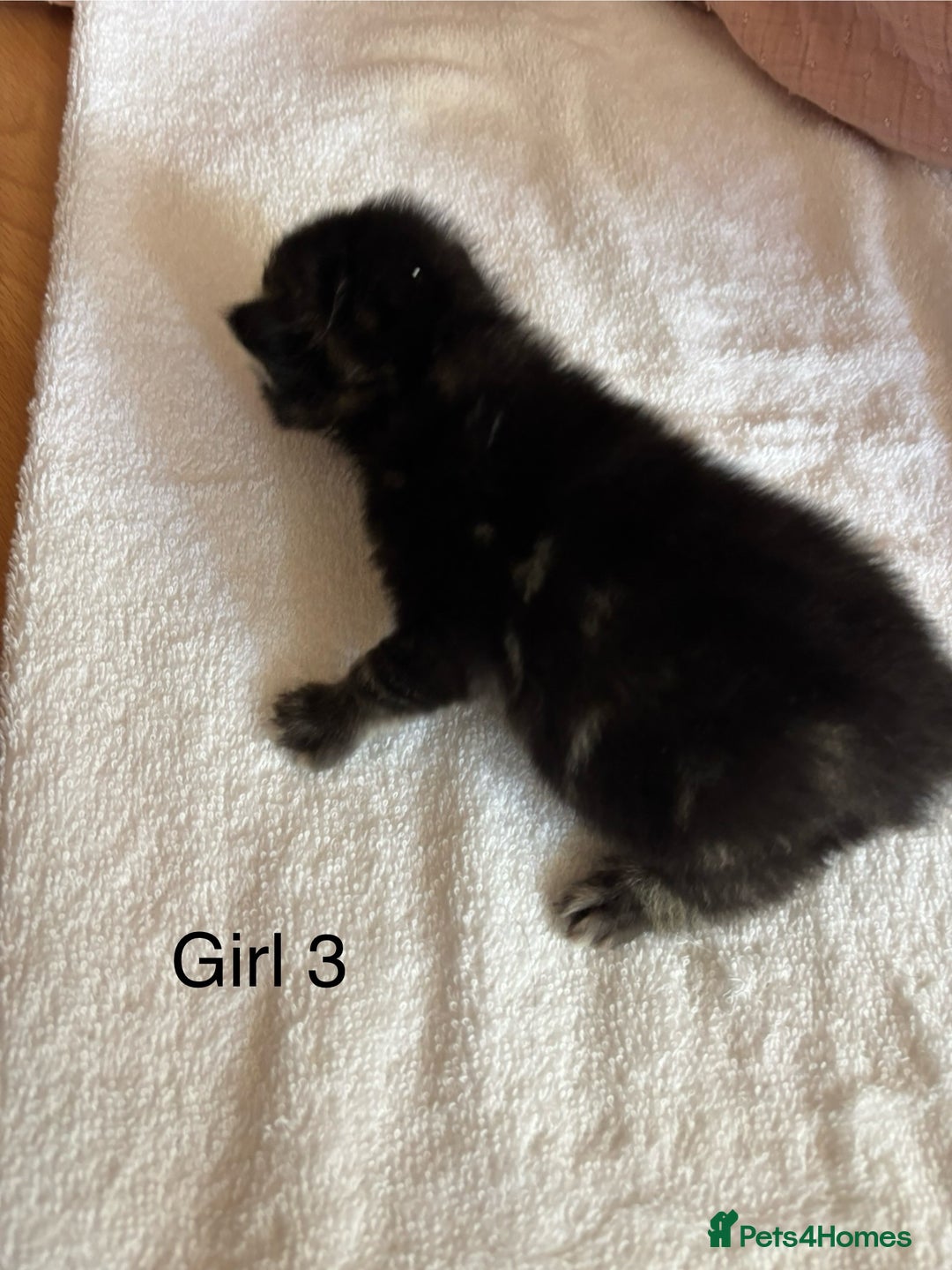 Domestic Shorthair cats for sale: 4 kittens for sale  - Image 8