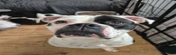 Dorset Olde Tyme Bulldogge dogs for sale: Dorset olde tyme bulldog for sale  in Cowes - Advert 10