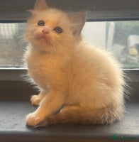 Ragdoll cats Tica lilac smoke sepia male - Advert 1