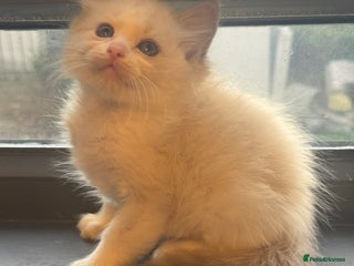 Ragdoll cats Tica lilac smoke sepia male - Advert 5